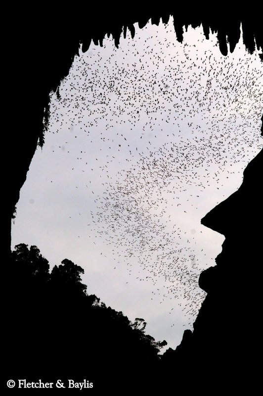 Bat Exodus at Langs Cave, Mulu National Park